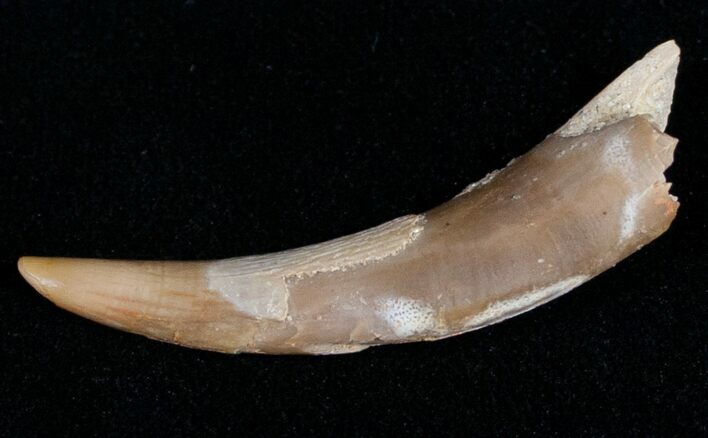 Rooted Pterosaur Tooth - Great Preservation #9744